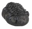 Morocops Trilobite Fossil - Rock Removed #55873-3